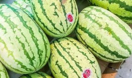 宁夏网红吃瓜视频,揭秘当地美食与风土人情